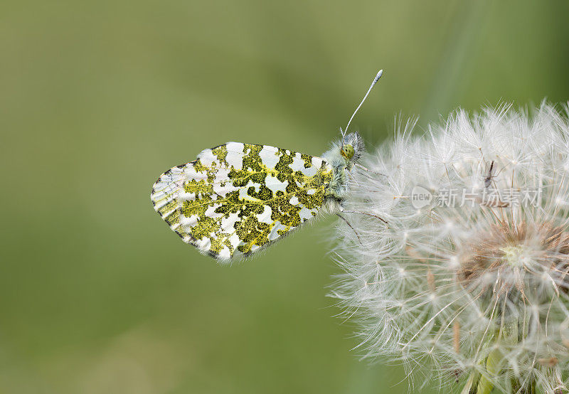 桔头蝴蝶(Anthocharis cardamines)